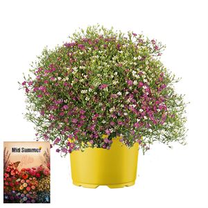 Bild von Ms P12 Gypsophyla Mix masters